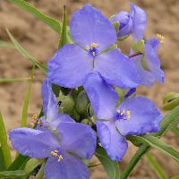 Amethyst Kiss™ Spiderwort | Natorp's Online Plant Store